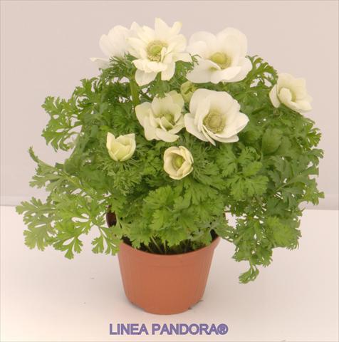 Photos von Blumenvarianten benutzt als: Topf und Beet Anemone coronaria L. Pandora® Bianco