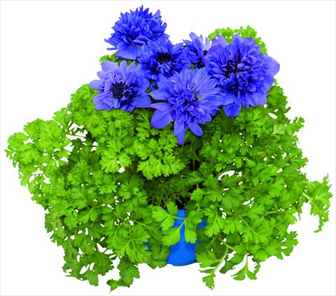 Photos von Blumenvarianten benutzt als: Topf und Beet Anemone coronaria L. Pandora® Blu doppio