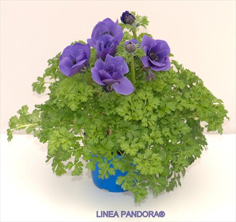 Photos von Blumenvarianten benutzt als: Topf und Beet Anemone coronaria L. Pandora® Blu