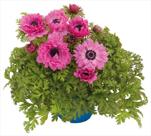Photos von Blumenvarianten benutzt als: Topf und Beet Anemone coronaria L. Pandora® Fucsia doppio