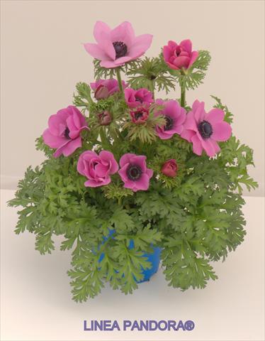 Photos von Blumenvarianten benutzt als: Topf und Beet Anemone coronaria L. Pandora® Fucsia