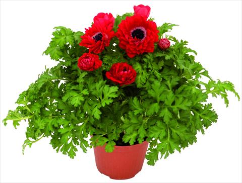 Photos von Blumenvarianten benutzt als: Topf und Beet Anemone coronaria L. Pandora® Rosso doppio