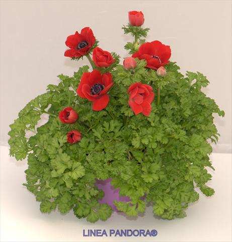 Photos von Blumenvarianten benutzt als: Topf und Beet Anemone coronaria L. Pandora® Rosso
