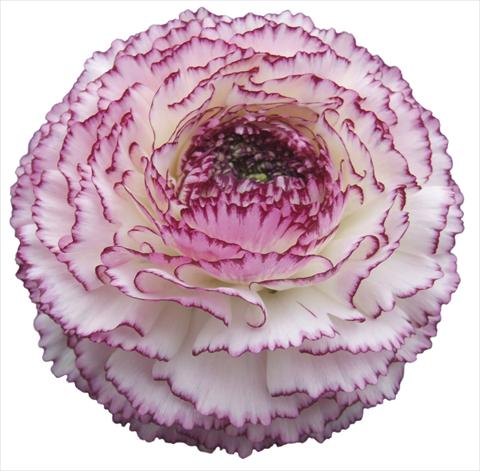 Photos von Blumenvarianten benutzt als: Topf und Beet Ranunculus asiaticus Elegance® Bianco Striato