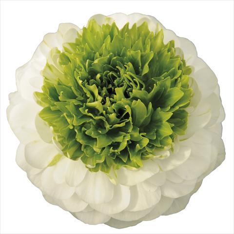 Photos von Blumenvarianten benutzt als: Topf und Beet Ranunculus asiaticus Elegance® Festival® Bianco centro verde