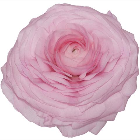 Photos von Blumenvarianten benutzt als: Topf und Beet Ranunculus asiaticus Elegance® Rosa 02-89