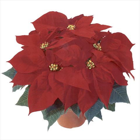 Photos von Blumenvarianten benutzt als: Topf Poinsettia - Euphorbia pulcherrima RED FOX Premium Red