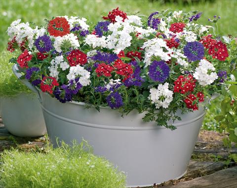 Photos von Blumenvarianten benutzt als: Topf, Terrasse, Ampel. 3 Combo Trixi® Belle Epoque
