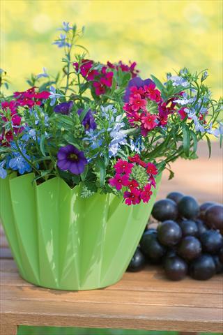Photos von Blumenvarianten benutzt als: Topf, Terrasse, Ampel. 3 Combo Trixi® Berry Fields