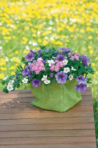 Photos von Blumenvarianten benutzt als: Topf, Terrasse, Ampel. 3 Combo Trixi® Blueberry Parfait