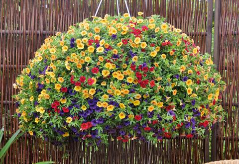 Photos von Blumenvarianten benutzt als: Topf, Terrasse, Ampel. 3 Combo Trixi® Bubblegum