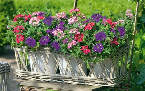 Photos von Blumenvarianten benutzt als: Topf, Terrasse, Ampel. 3 Combo Trixi® Dolce Vita