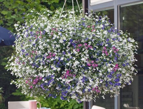 Photos von Blumenvarianten benutzt als: Topf, Terrasse, Ampel. 3 Combo Trixi® Fashion