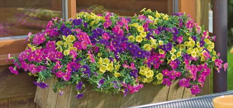 Photos von Blumenvarianten benutzt als: Topf, Terrasse, Ampel. 3 Combo Trixi® Lollipop