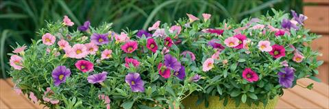 Photos von Blumenvarianten benutzt als: Topf, Terrasse, Ampel. 3 Combo Trixi® Pastel