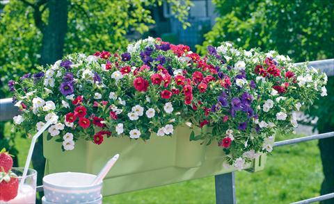 Photos von Blumenvarianten benutzt als: Topf, Terrasse, Ampel. 3 Combo Trixi® Tricolore