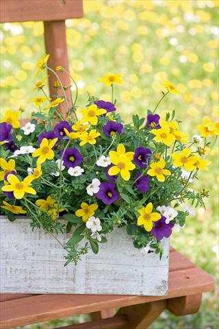 Photos von Blumenvarianten benutzt als: Topf, Terrasse, Ampel. 3 Combo Trixi® Twinkle Star