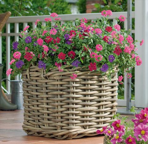 Photos von Blumenvarianten benutzt als: Topf, Terrasse, Ampel. 3 Combo Trixi® Wild Berries
