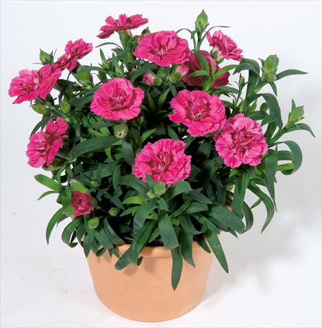 Photos von Blumenvarianten benutzt als: Topf und Beet Dianthus caryophyllus Oscar™