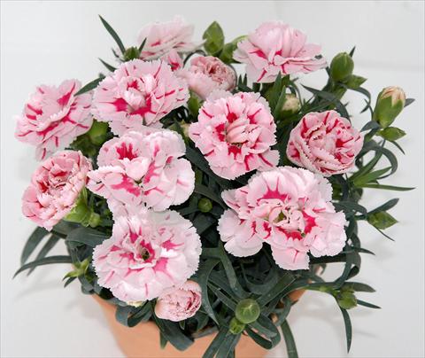 Photos von Blumenvarianten benutzt als: Topf und Beet Dianthus caryophyllus SuperTrouper® Romy