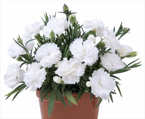 Photos von Blumenvarianten benutzt als: Topf und Beet Dianthus caryophyllus SuperTrouper® Witta