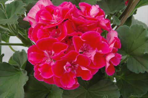 Photos von Blumenvarianten benutzt als: Topf Pelargonium zonale Moonlight® Corali