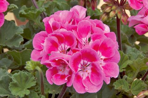 Photos von Blumenvarianten benutzt als: Topf Pelargonium zonale Moonlight® Vineta