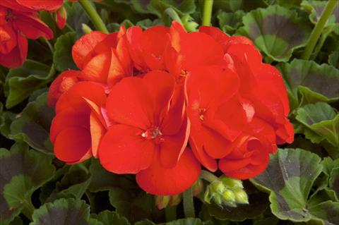 Photos von Blumenvarianten benutzt als: Topf Pelargonium zonale Sunrise® Fernando