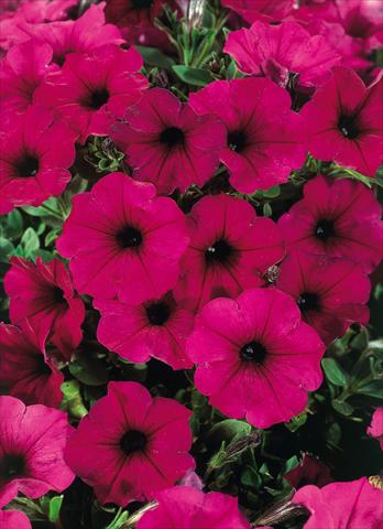 Photos von Blumenvarianten benutzt als: Topf, Terrasse, Ampel. Petunia CompactFamous™ Electric Purple