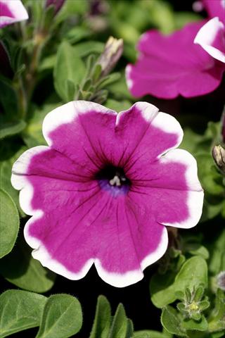 Photos von Blumenvarianten benutzt als: Topf, Terrasse, Ampel. Petunia Famous™ Lilac Picotee