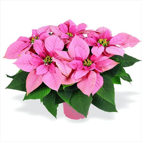 Photos von Blumenvarianten benutzt als: Topf Poinsettia - Euphorbia pulcherrima RED FOX Premium Lipstick Pink