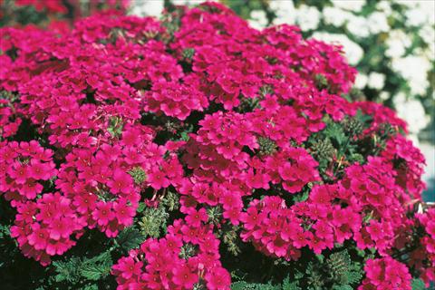 Photos von Blumenvarianten benutzt als: Topf, Terrasse, Ampel. Verbena Compact Lascar® Hot Rose