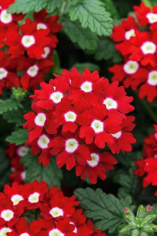 Photos von Blumenvarianten benutzt als: Topf, Terrasse, Ampel. Verbena Fuego® Red with Eye