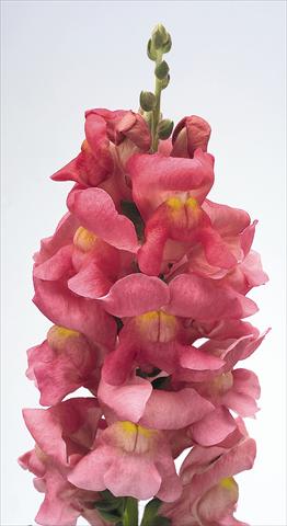 Photos von Blumenvarianten benutzt als: Topf und Beet Antirrhinum majus Animation Rose