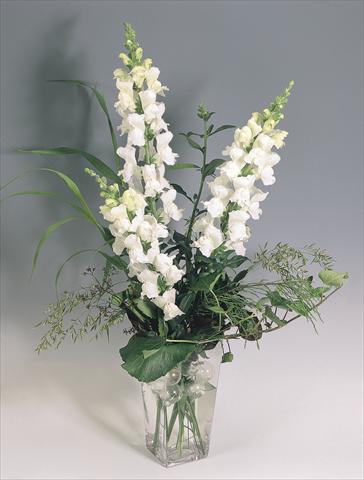 Photos von Blumenvarianten benutzt als: Topf und Beet Antirrhinum majus Animation White