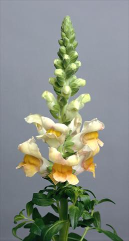 Photos von Blumenvarianten benutzt als: Topf und Beet Antirrhinum majus Costa Apricot