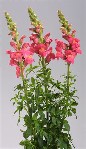 Photos von Blumenvarianten benutzt als: Topf und Beet Antirrhinum majus Costa Deep Rose
