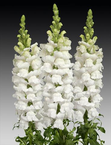 Photos von Blumenvarianten benutzt als: Topf und Beet Antirrhinum majus Costa Midly White