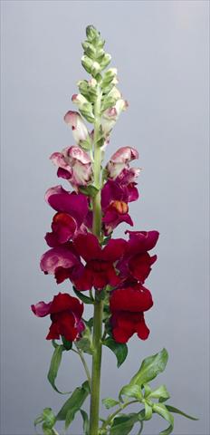 Photos von Blumenvarianten benutzt als: Topf und Beet Antirrhinum majus Costa Summer Velvet