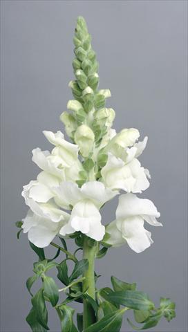 Photos von Blumenvarianten benutzt als: Topf und Beet Antirrhinum majus Costa White