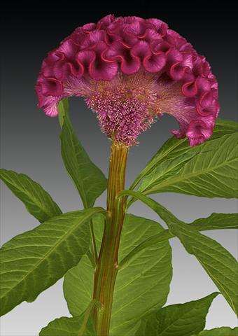 Photos von Blumenvarianten benutzt als: Topf und Beet Celosia argentea cristata Act Dara