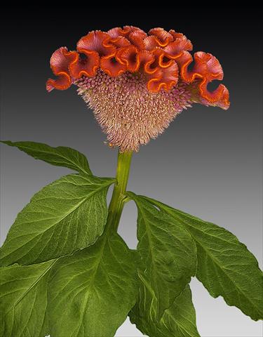 Photos von Blumenvarianten benutzt als: Topf und Beet Celosia argentea cristata Act Orla