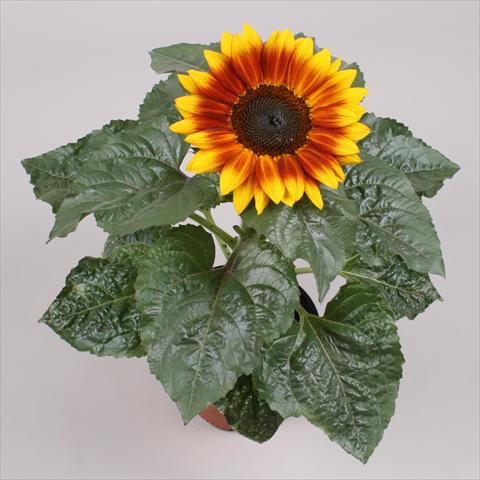 Photos von Blumenvarianten benutzt als: Topf und Beet Helianthus annuus Sunsation Flame Exp