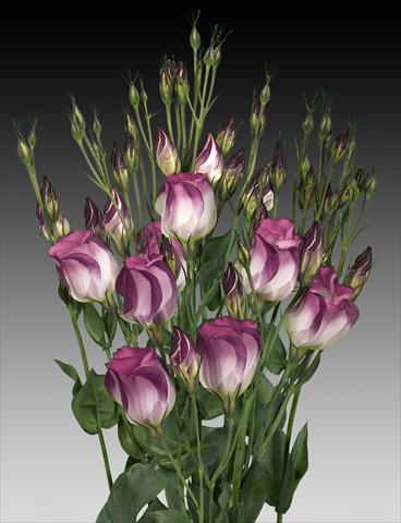 Photos von Blumenvarianten benutzt als: Schnittblume Lisianthus (Eustoma rusellianum) Adom Red Picotee
