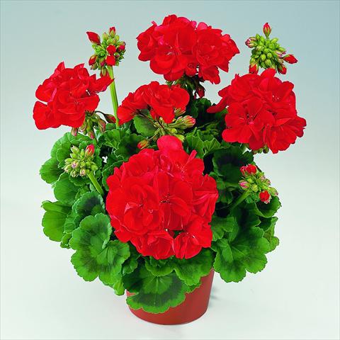 Photos von Blumenvarianten benutzt als: Topf Pelargonium zonale RED FOX Green Series Aida