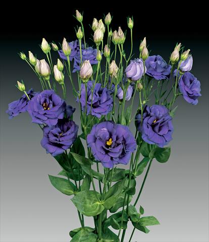 Photos von Blumenvarianten benutzt als: Schnittblume Lisianthus (Eustoma rusellianum) Cessna Blue