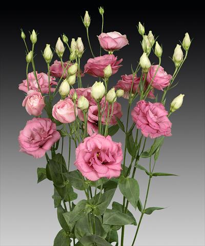 Photos von Blumenvarianten benutzt als: Schnittblume Lisianthus (Eustoma rusellianum) Cessna Rose