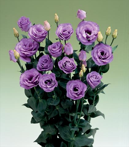 Photos von Blumenvarianten benutzt als: Schnittblume Lisianthus (Eustoma rusellianum) Croma Lavender
