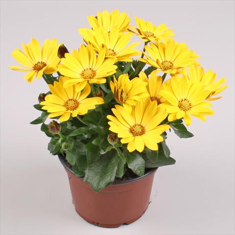 Photos von Blumenvarianten benutzt als: Topf und Beet Osteospermum Cape Daisy® Yellow Halo