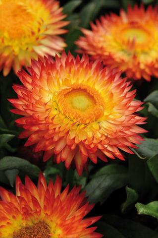 Photos von Blumenvarianten benutzt als: Topf und Beet Bracteantha bracteatum Dreamtime™ Jumbo Red Ember